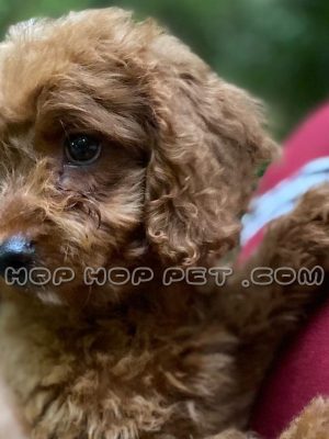 توله پودل عروسکی بلوطی نر سه ماهه