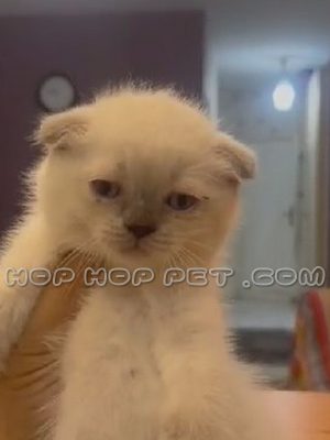 توله گربه اسکاتیش سیلور ماده ۴۵ روزه