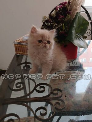 توله گربه پرشین کاراملی ۴۵ روزه