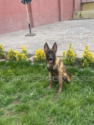 سگ نگهبان بلژین مالینویز