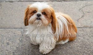 فروش سگ تجریش