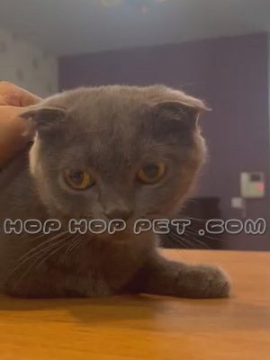 گربه اسکاتیش خاکستری تک رنگ ماده ۱۱ ماهه