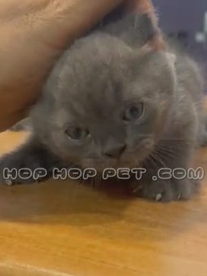 گربه اسکاتیش خاکستری نر و ماده ۴۵ روزه