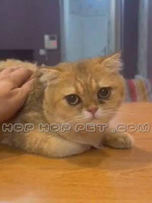 گربه اسکاتیش پرتقالی ماده ۶ ماهه