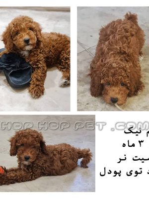 توله توی پودل نر سه ماهه