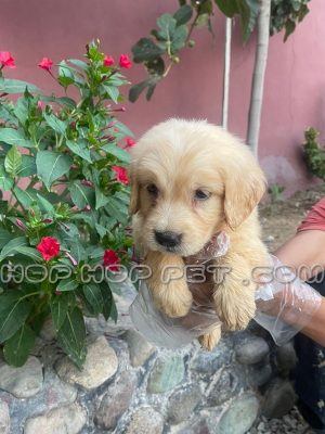 توله سگ رتریور سه ماهه ماسه ای