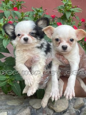 توله سگ شیواوا سه ماهه ماده