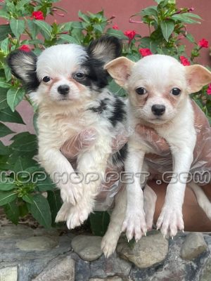 توله سگ شیواوا سه ماهه نر