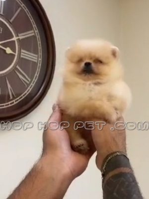 توله سگ پامرانین دو ماهه ماده شنی