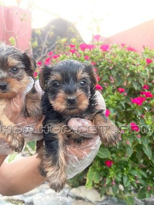 توله شیتزو تریر جفت سه ماهه سیاه قهوه ای