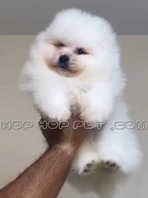 توله پامر خرسی دو ماهه شکری رنگ نر