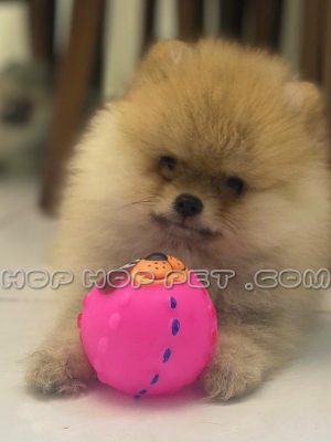 توله پامر خرسی دو ماهه فندقی رنگ ماده