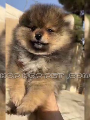 توله پامر خرسی قهوه ای کرم دو ماهه نر