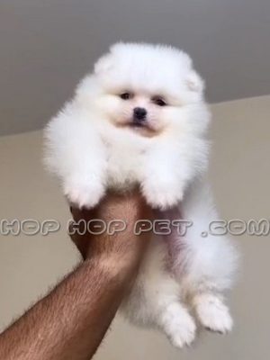 توله پامر خرسی ماده دو ماهه شکری