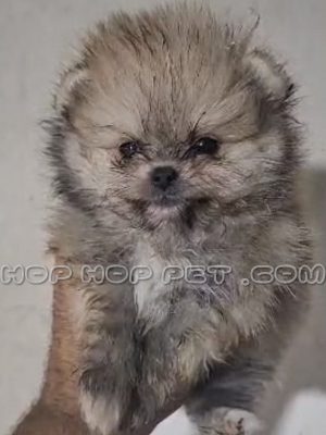 توله پامر خرسی ماده دو ماهه قهوه ای کرم