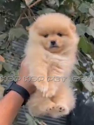 توله پامر خرسی ماده هلویی یک و نیم ماهه