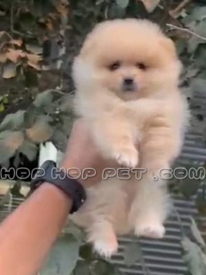 توله پامر خرسی نر هلویی یک و نیم ماهه