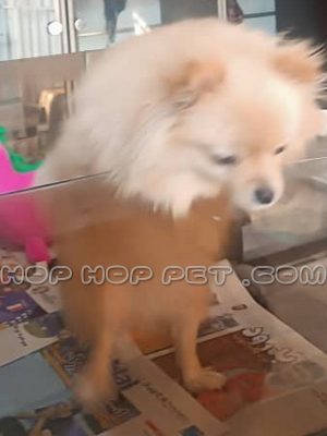 توله پامر روباهی ماده سه ماهه بلوطی (۲)