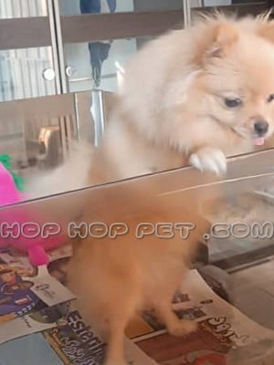 توله پامر روباهی ماده سه ماهه بلوطی