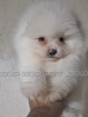 توله پامر عروسکی شیری دو ماهه نر