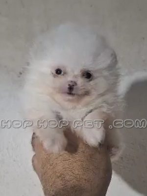 توله پامر عروسکی ماده یک ماهه مرواریدی