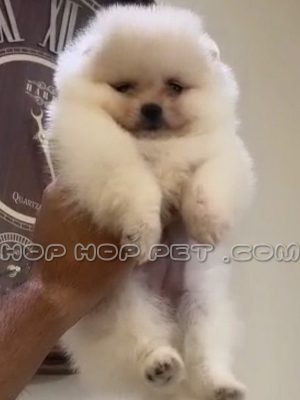 توله پامر عروسکی ماده ۴۵ روزه شیری شکری