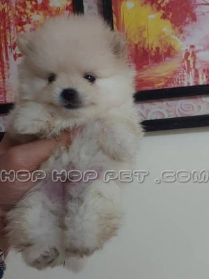 توله پامر مینیاتوری نر یک ماهه نباتی