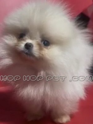 توله پامر مینیاتوری یک ماهه سفید