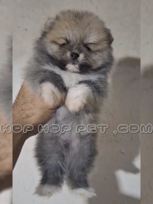 توله پامر نر خاکستری سفید یک ماهه