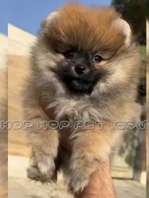 توله پامرانین سه ماهه عروسکی بلوطی