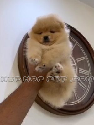 توله پامرانین عروسکی سه ماهه گندمی