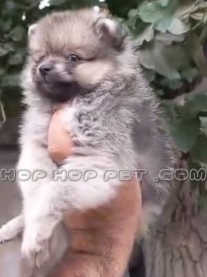 توله پامرانین عروسکی نر سه ماهه تیره روشن