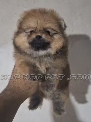 توله پامرانین ماده دارچینی یک ماهه