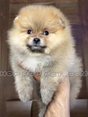 توله پامرانین مینیاتوری ماده ۴۵ روزه چند رنگ