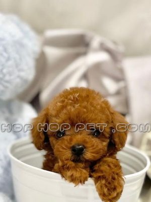 توله پودل نر یک و نیم ماهه دارچینی
