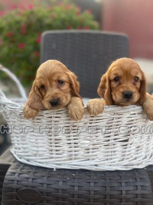 توله کوکر اسپانیل نر سه ماهه