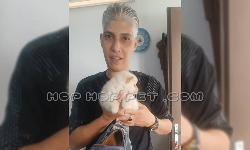 رضایت و خرید مجدد مشتری عزیزمان جناب رحیمی از خرید توله پامر