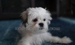 خرید سگ خیابان فرشته