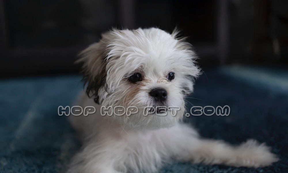 خرید سگ خیابان فرشته