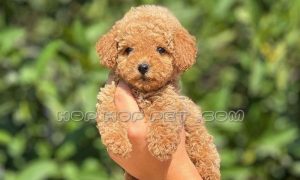 خرید سگ سعادت آباد