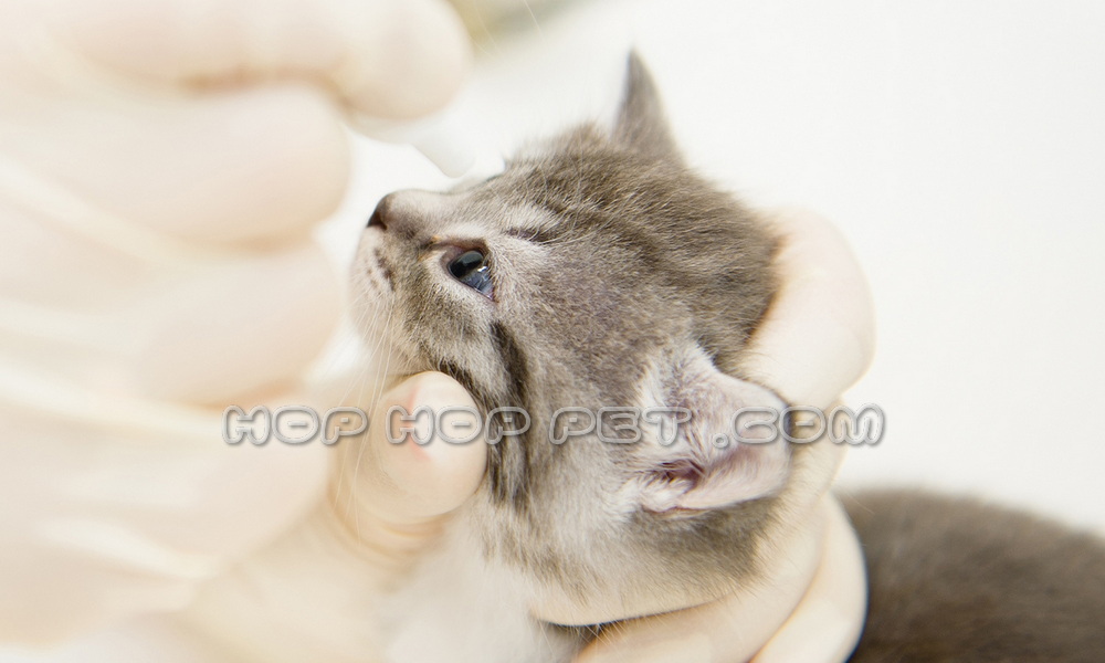 درمان حیوانات خانگی در محل