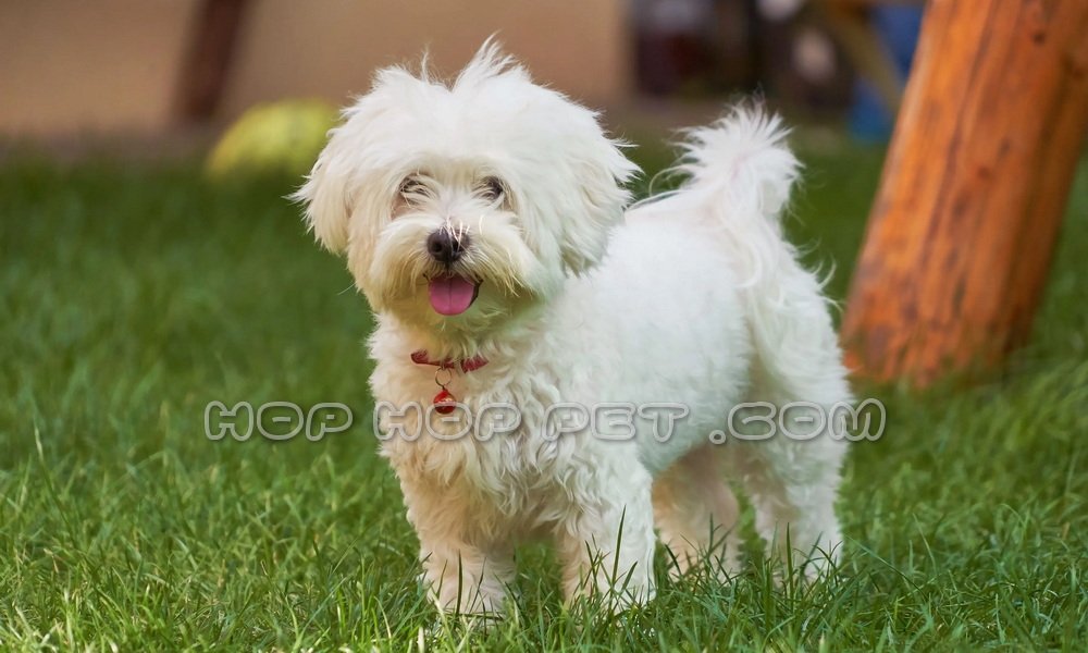 فروش سگ در تهرانپارس