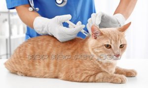 واکسیناسیون حیوانات خانگی (۶)