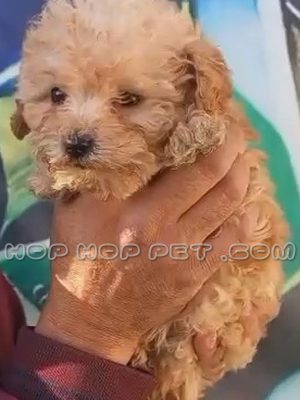 توله سگ توی پودل دارچینی ماده سه ماهه