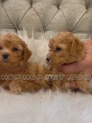 توله سگ توی پودل دارچینی نر یک ماهه