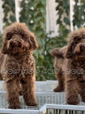 توله سگ توی پودل دارک رد نر سه ماهه