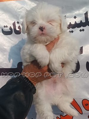 توله سگ مالتیز سفید دو ماهه ماده
