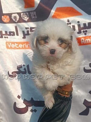 توله سگ مالتیز سفید دو ماهه نر