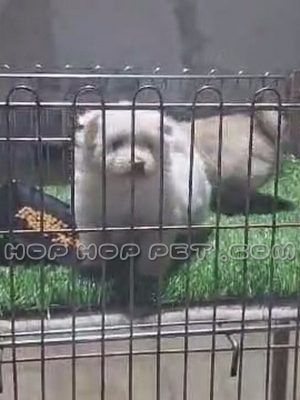 توله سگ مالتیز نباتی نر دو ماهه