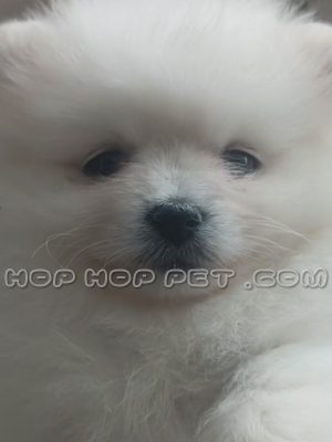 توله سگ پامرانین خرسی نباتی دو ماهه نر